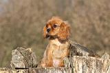 CAVALIER KING CHARLES 404